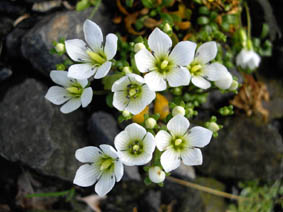 Gentianella saxosa